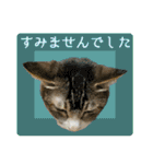 My cats Gabo and Gov4【修正版】（個別スタンプ：19）