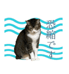 My cats Gabo and Gov4【修正版】（個別スタンプ：20）