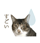 My cats Gabo and Gov4【修正版】（個別スタンプ：21）