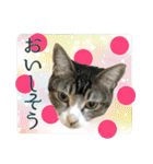 My cats Gabo and Gov4【修正版】（個別スタンプ：23）