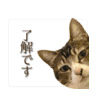 My cats Gabo and Gov4【修正版】（個別スタンプ：24）