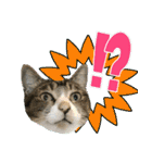 My cats Gabo and Gov4【修正版】（個別スタンプ：25）