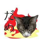 My cats Gabo and Gov4【修正版】（個別スタンプ：26）