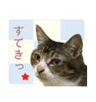 My cats Gabo and Gov4【修正版】（個別スタンプ：27）