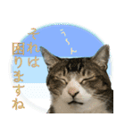 My cats Gabo and Gov4【修正版】（個別スタンプ：28）