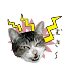 My cats Gabo and Gov4【修正版】（個別スタンプ：29）