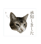 My cats Gabo and Gov4【修正版】（個別スタンプ：30）