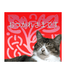 My cats Gabo and Gov4【修正版】（個別スタンプ：31）