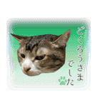 My cats Gabo and Gov4【修正版】（個別スタンプ：32）
