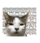 My cats Gabo and Gov4【修正版】（個別スタンプ：33）