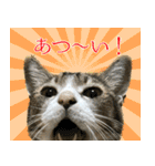 My cats Gabo and Gov4【修正版】（個別スタンプ：34）