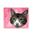My cats Gabo and Gov4【修正版】（個別スタンプ：36）