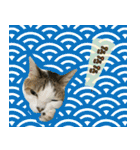 My cats Gabo and Gov4【修正版】（個別スタンプ：37）