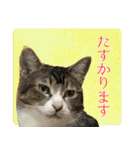 My cats Gabo and Gov4【修正版】（個別スタンプ：38）