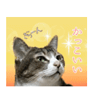 My cats Gabo and Gov4【修正版】（個別スタンプ：39）