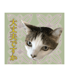 My cats Gabo and Gov4【修正版】（個別スタンプ：40）