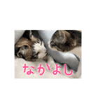 ふぶいぶスタンプ(シンプル)（個別スタンプ：1）