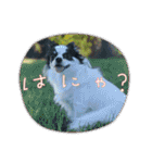ウチの子がいちばん（個別スタンプ：17）