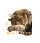 ジャッキーは女王さま（個別スタンプ：1）