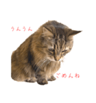 ジャッキーは女王さま（個別スタンプ：12）