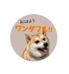 はらぺこ犬チミー（個別スタンプ：2）