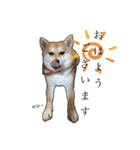 はらぺこ犬チミー（個別スタンプ：3）