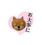 はらぺこ犬チミー（個別スタンプ：10）