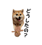 はらぺこ犬チミー（個別スタンプ：11）