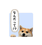 はらぺこ犬チミー（個別スタンプ：12）