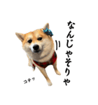 はらぺこ犬チミー（個別スタンプ：13）