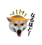 はらぺこ犬チミー（個別スタンプ：14）