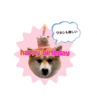 はらぺこ犬チミー（個別スタンプ：18）