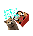 はらぺこ犬チミー（個別スタンプ：20）