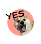 はらぺこ犬チミー（個別スタンプ：21）