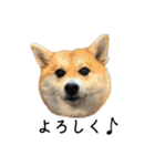 はらぺこ犬チミー（個別スタンプ：23）