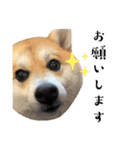 はらぺこ犬チミー（個別スタンプ：24）