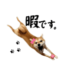 はらぺこ犬チミー（個別スタンプ：27）