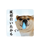 はらぺこ犬チミー（個別スタンプ：28）