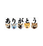 はらぺこ犬チミー（個別スタンプ：29）