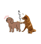 はらぺこ犬チミー（個別スタンプ：30）