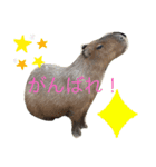 Animal 国（個別スタンプ：6）