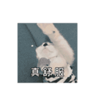 猫てぇてぇ（個別スタンプ：12）