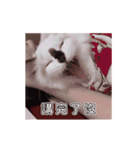 猫てぇてぇ（個別スタンプ：15）