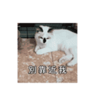 猫てぇてぇ（個別スタンプ：17）