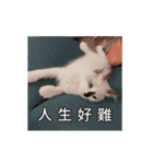 猫てぇてぇ（個別スタンプ：20）