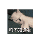 猫てぇてぇ（個別スタンプ：21）