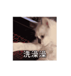 猫てぇてぇ（個別スタンプ：23）