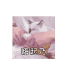 猫てぇてぇ（個別スタンプ：24）