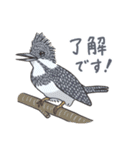 身近な野鳥と動物（個別スタンプ：1）