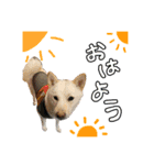 3柴＊こてむぎこじ（個別スタンプ：4）